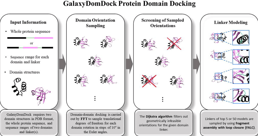 GalaxyDomDock: An Ab Initio Domain–domain Docking Web Server for Multi-domain Protein Structure Prediction